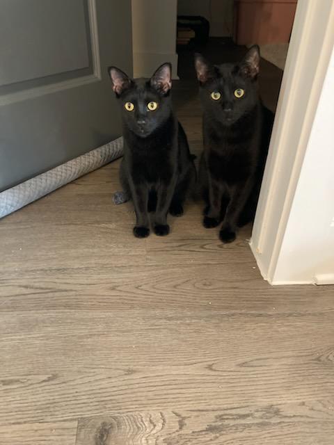 Jasper & Merlin, Adoptable, Young Male Bombay & Domestic Short Hair.