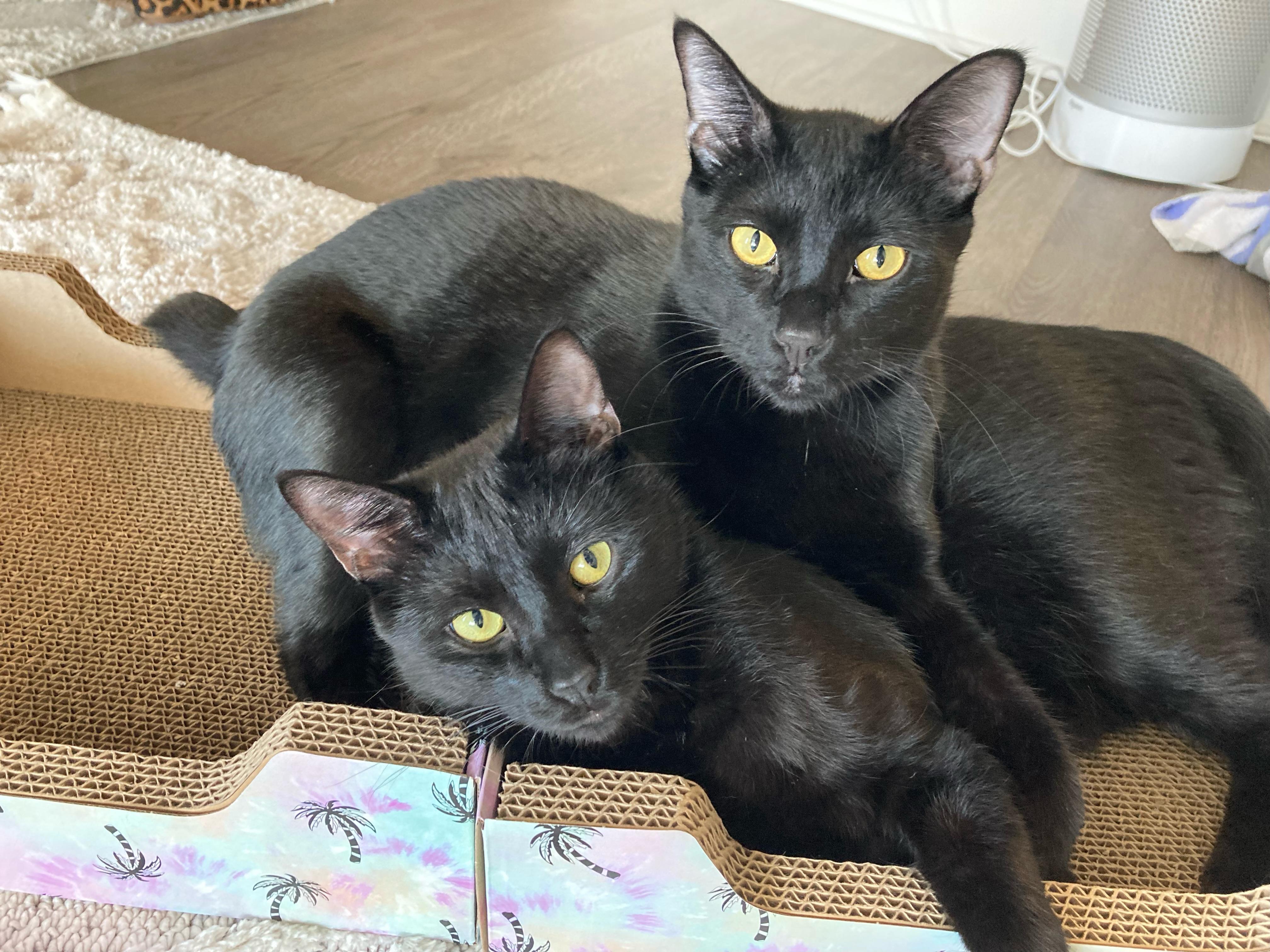 Enlarge Jasper & Merlin, a Adoptable mixed breed in Parker, TX image 3/6