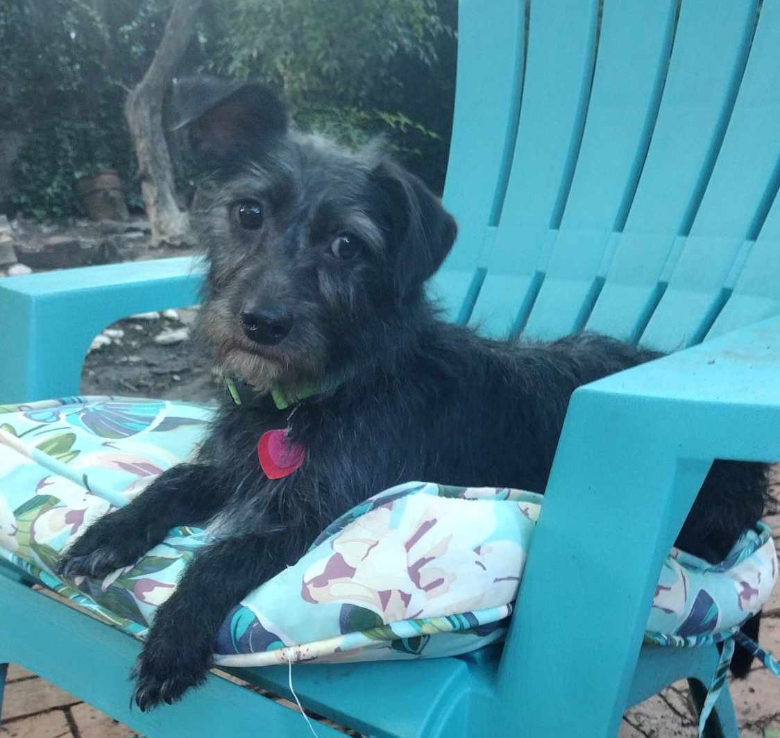 Enlarge Fritz, a Adopted mixed breed in Fort Worth, TX image 2/3