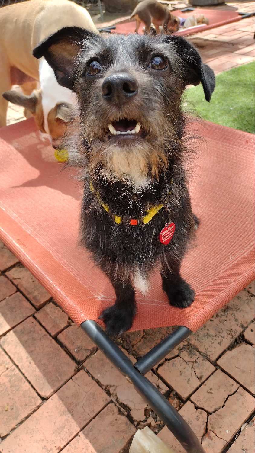 Enlarge Fritz, a Adopted mixed breed in Fort Worth, TX image 3/3