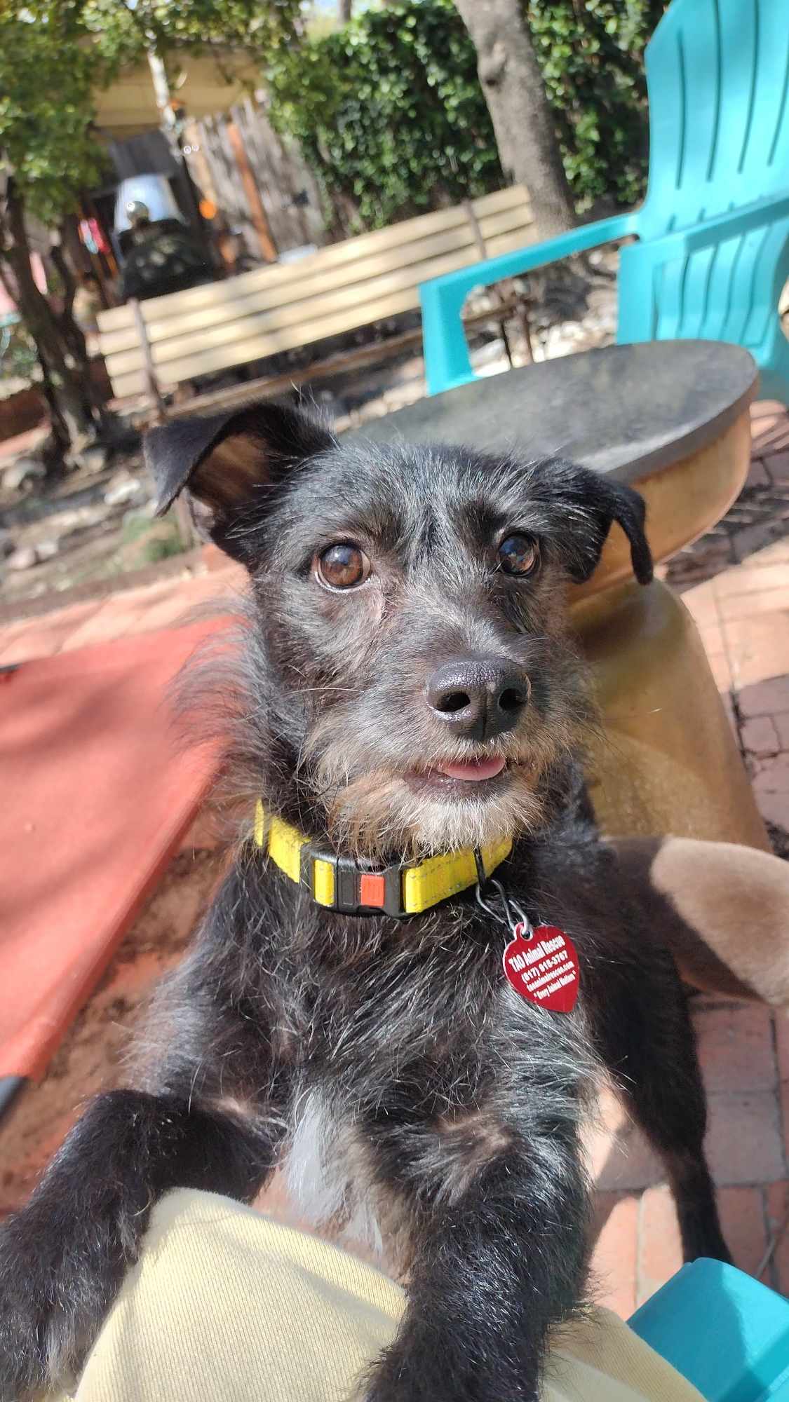 Enlarge Fritz, a Adopted mixed breed in Fort Worth, TX image 1/3