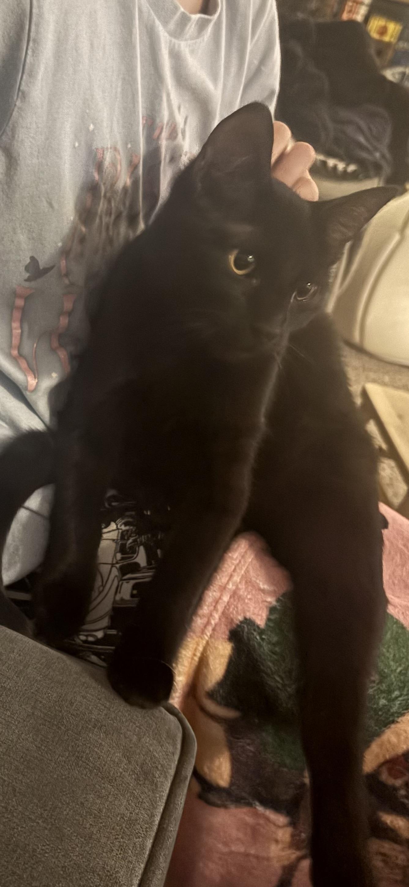 Enlarge Lindeman, an adopted Domestic Short Hair in BURNABY, BC image 1/2