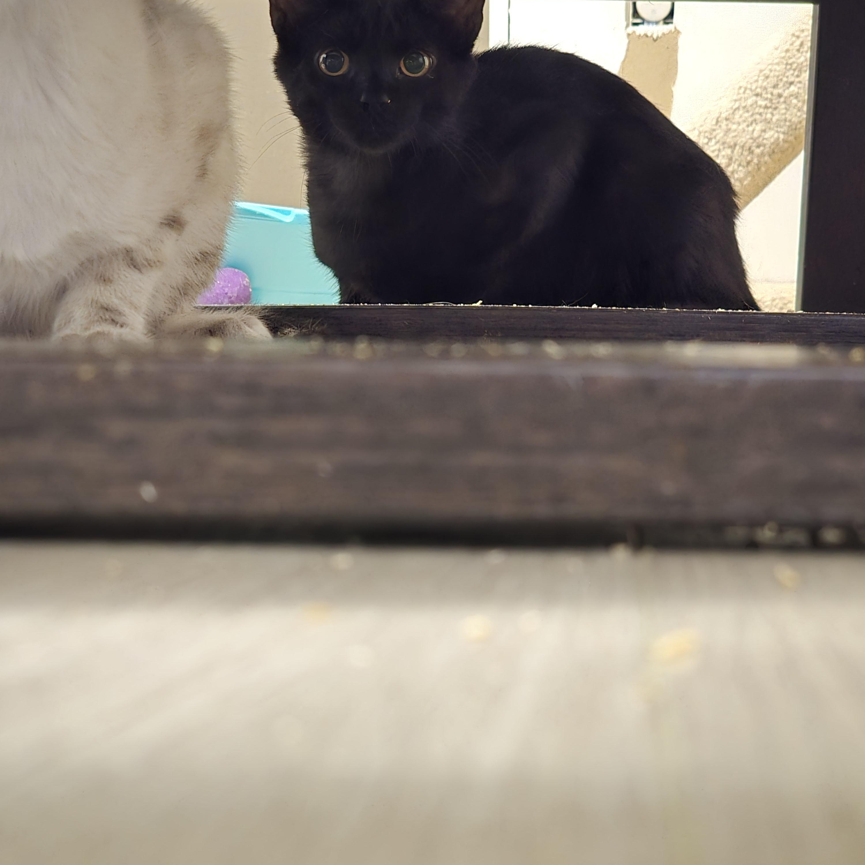 Enlarge Lindeman, a Adoptable Domestic Short Hair in BURNABY, BC image 1/1