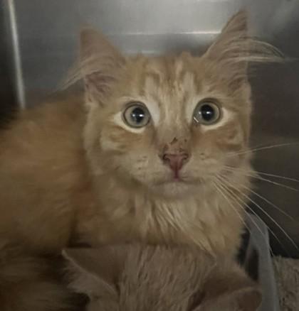 Ginger, Adoptable, Kitten Female Domestic Medium Hair & Domestic Short Hair.