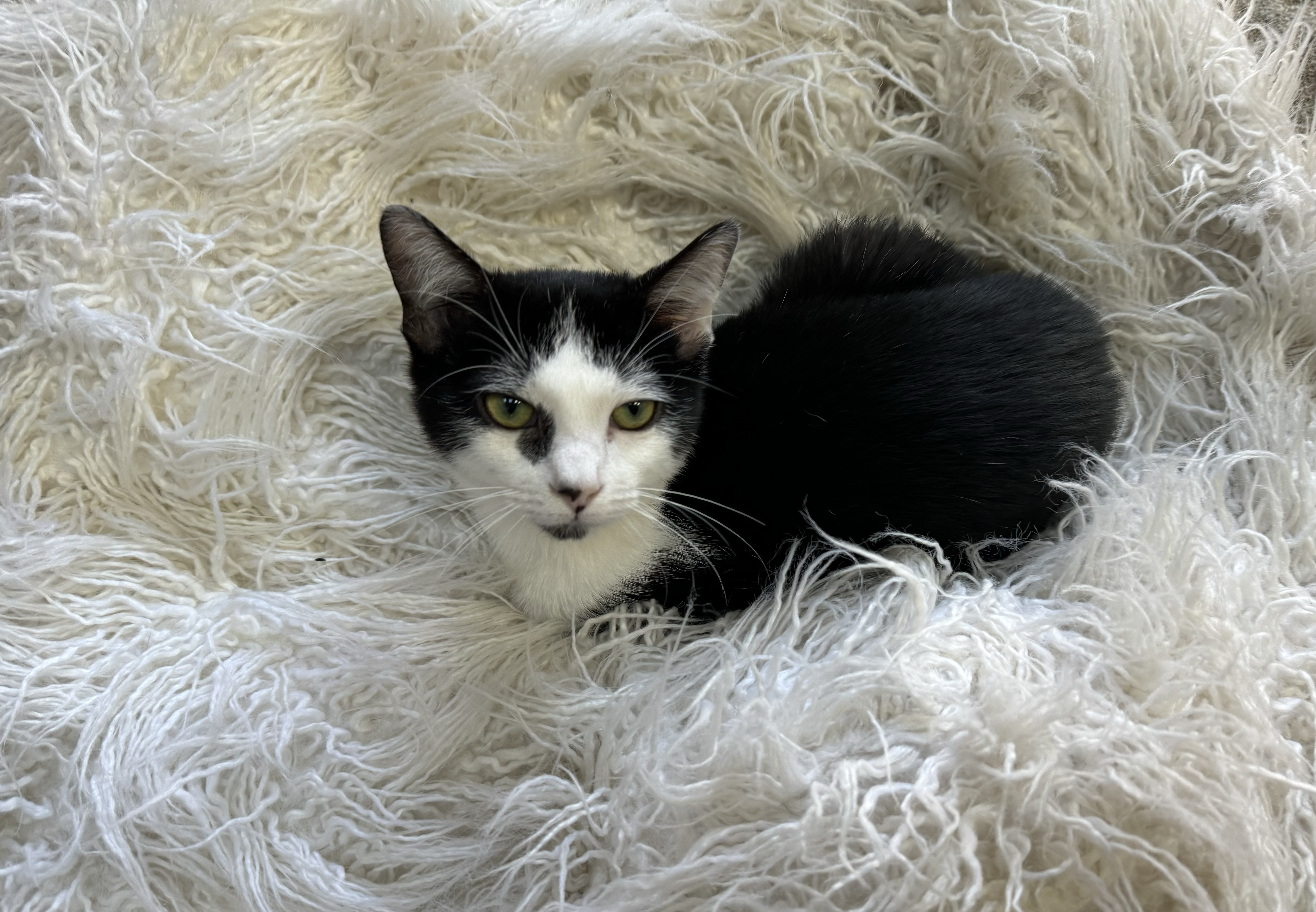 Oreo & Cookie, a Adoptable Domestic Short Hair in Huntington Beach, CA image 3/4