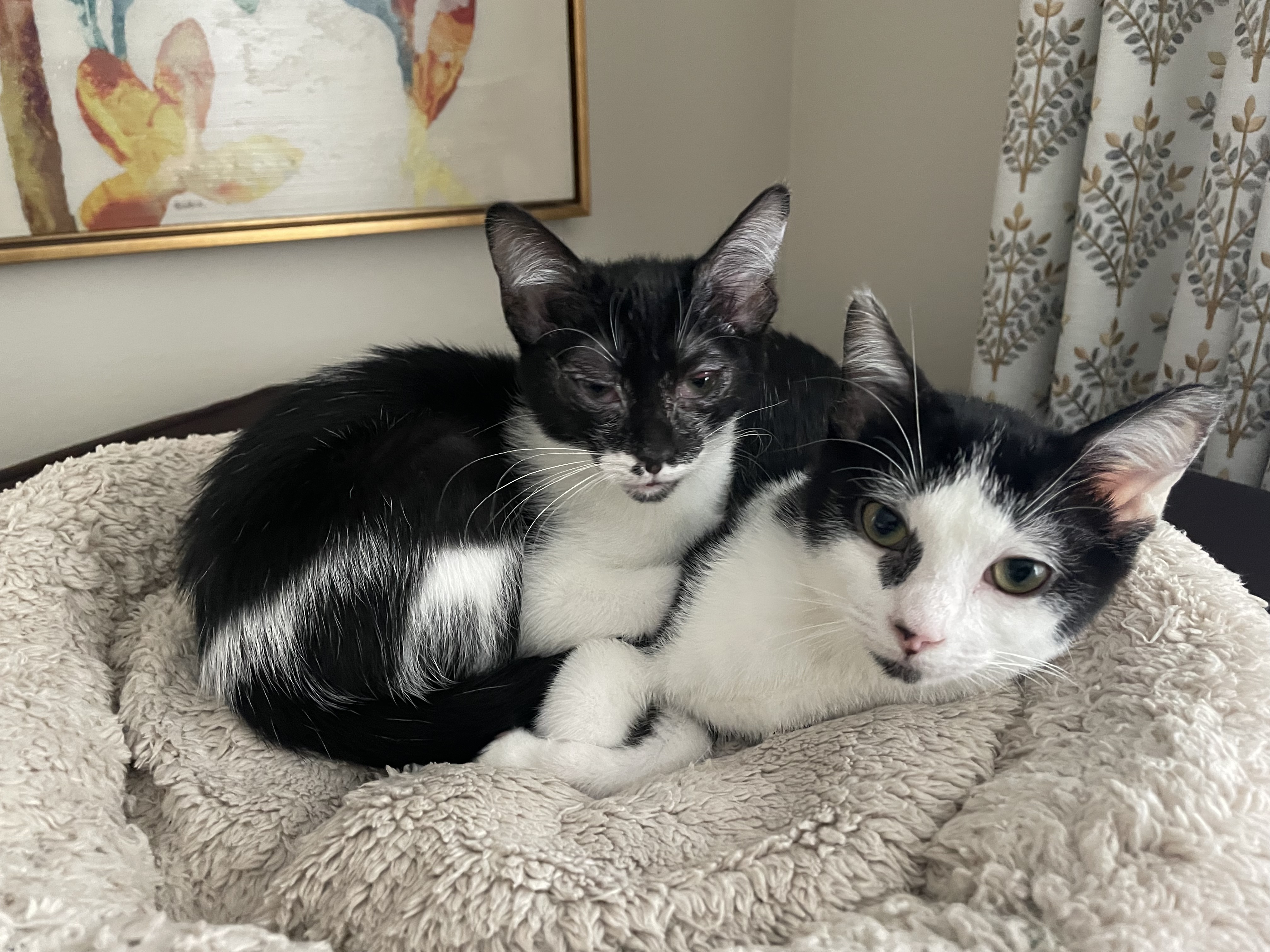 Oreo & Cookie, a Adoptable Domestic Short Hair in Huntington Beach, CA image 1/4