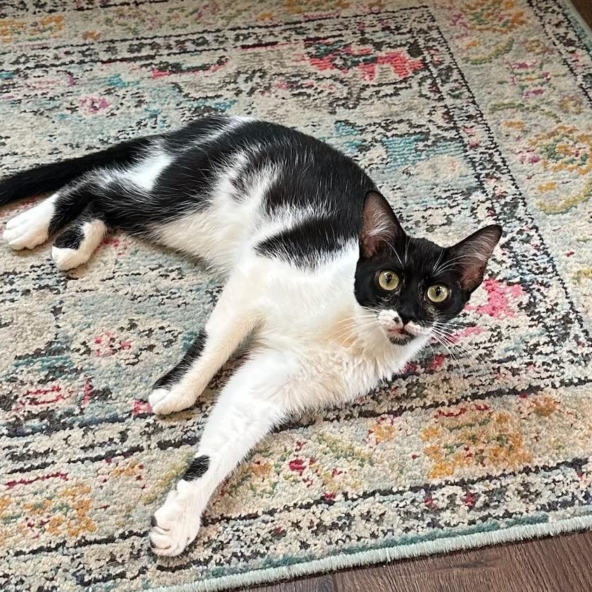 Oreo & Cookie, a Adoptable Domestic Short Hair in Huntington Beach, CA image 2/4