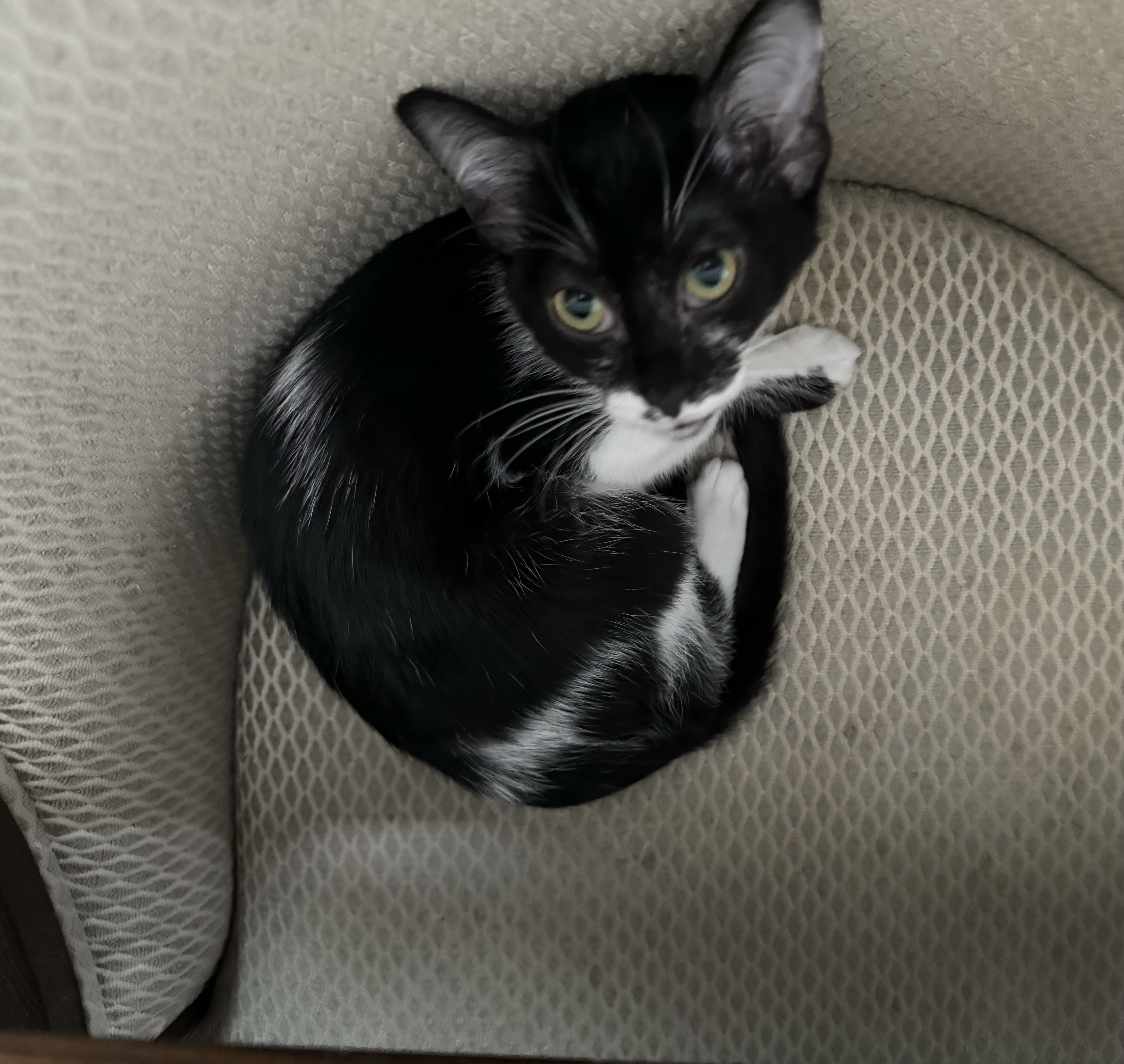 Oreo & Cookie, a Adoptable Domestic Short Hair in Huntington Beach, CA image 4/4