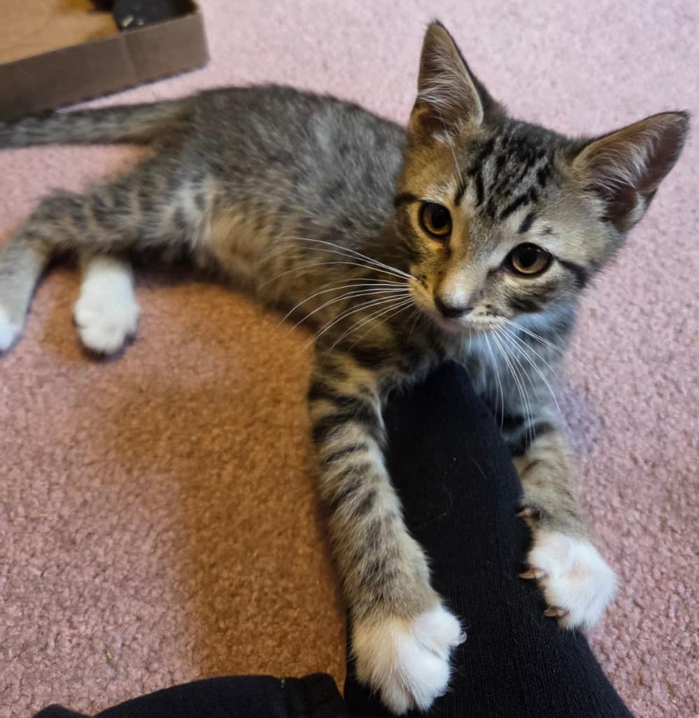 Enlarge Cole, a ADOPTABLE Tabby in Tigard, OR image 1/3