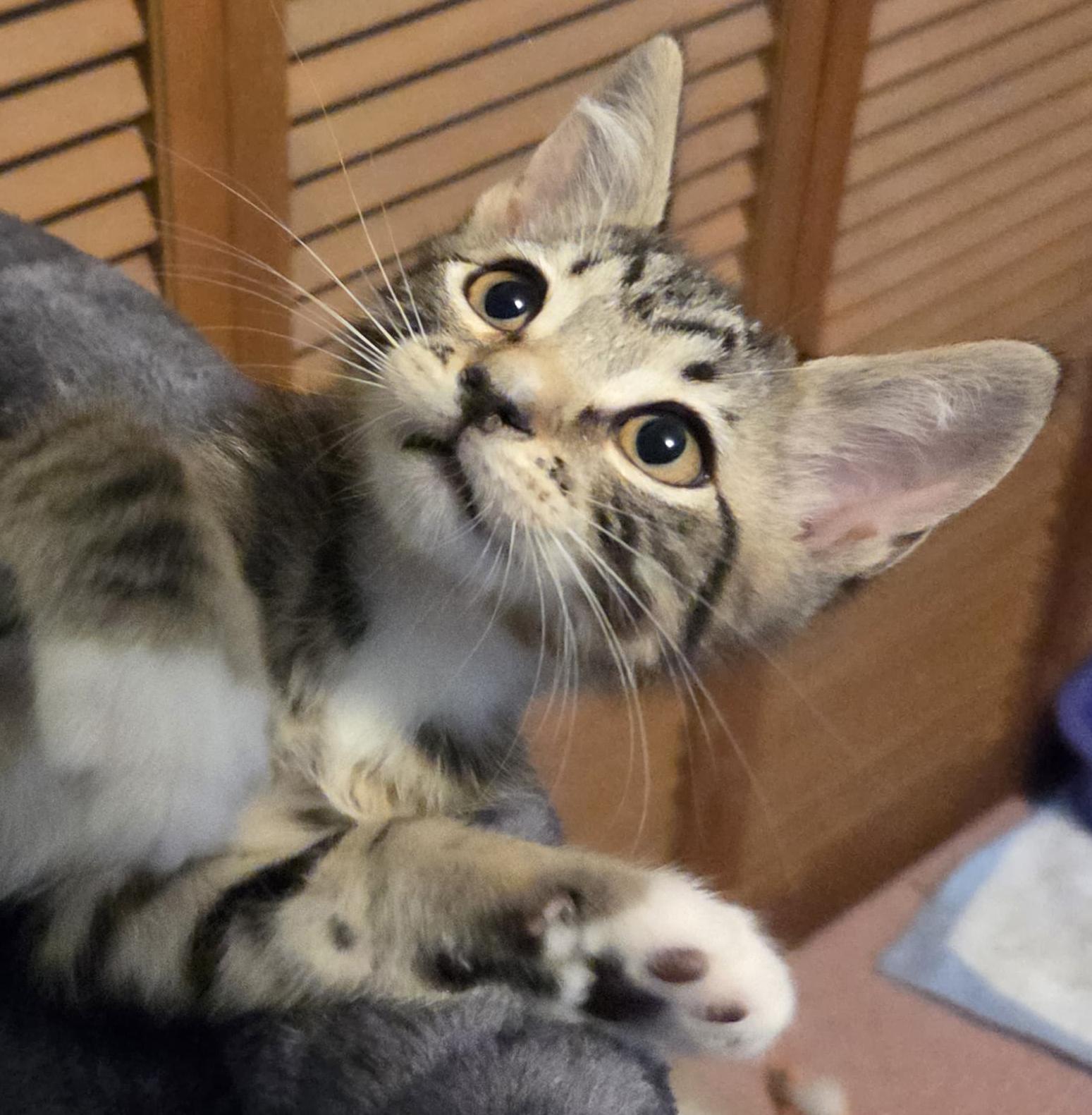 Enlarge Cole, a ADOPTABLE Tabby in Tigard, OR image 2/3