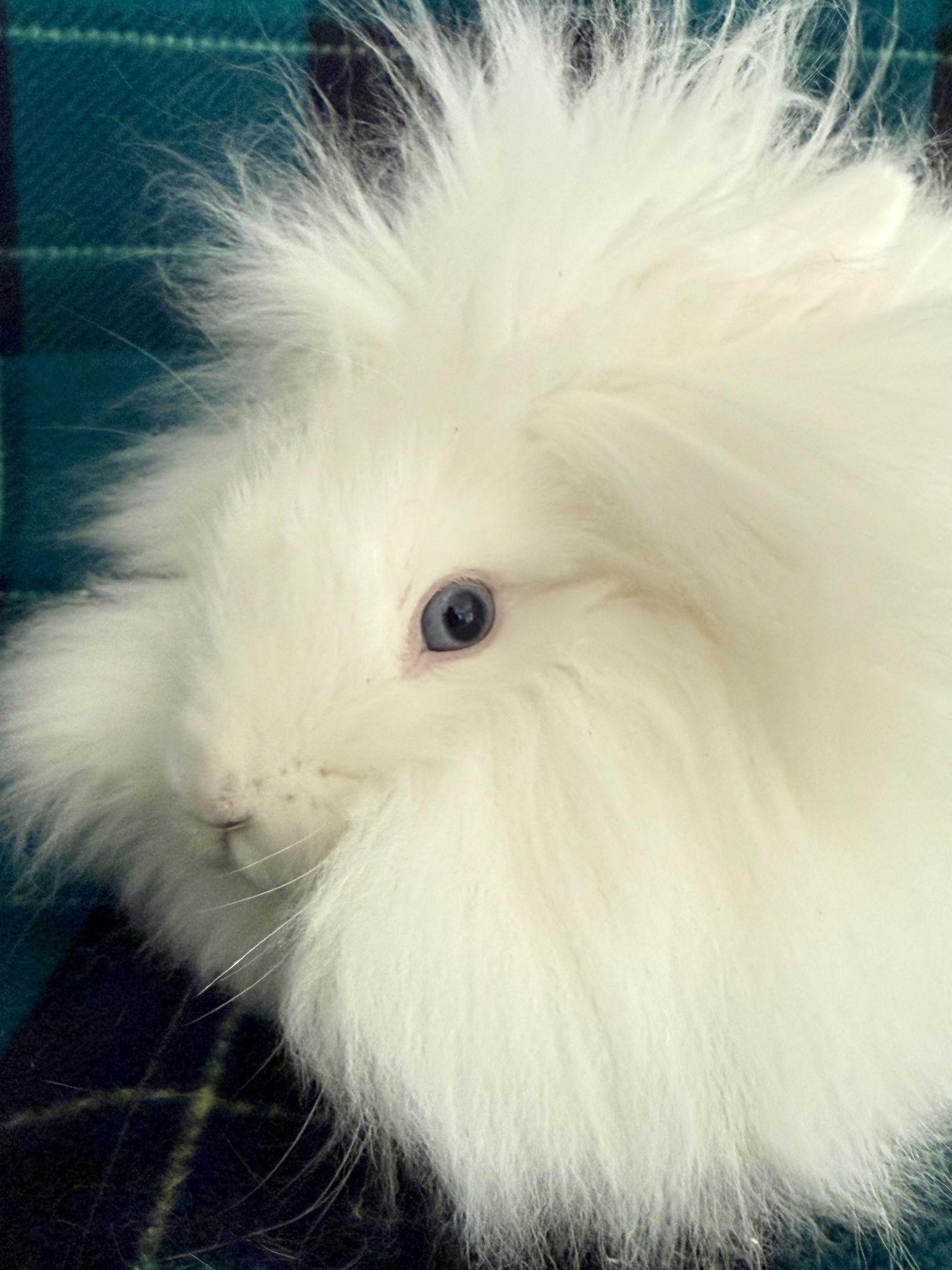 Aspen, Adoptable, Baby Female Lionhead.