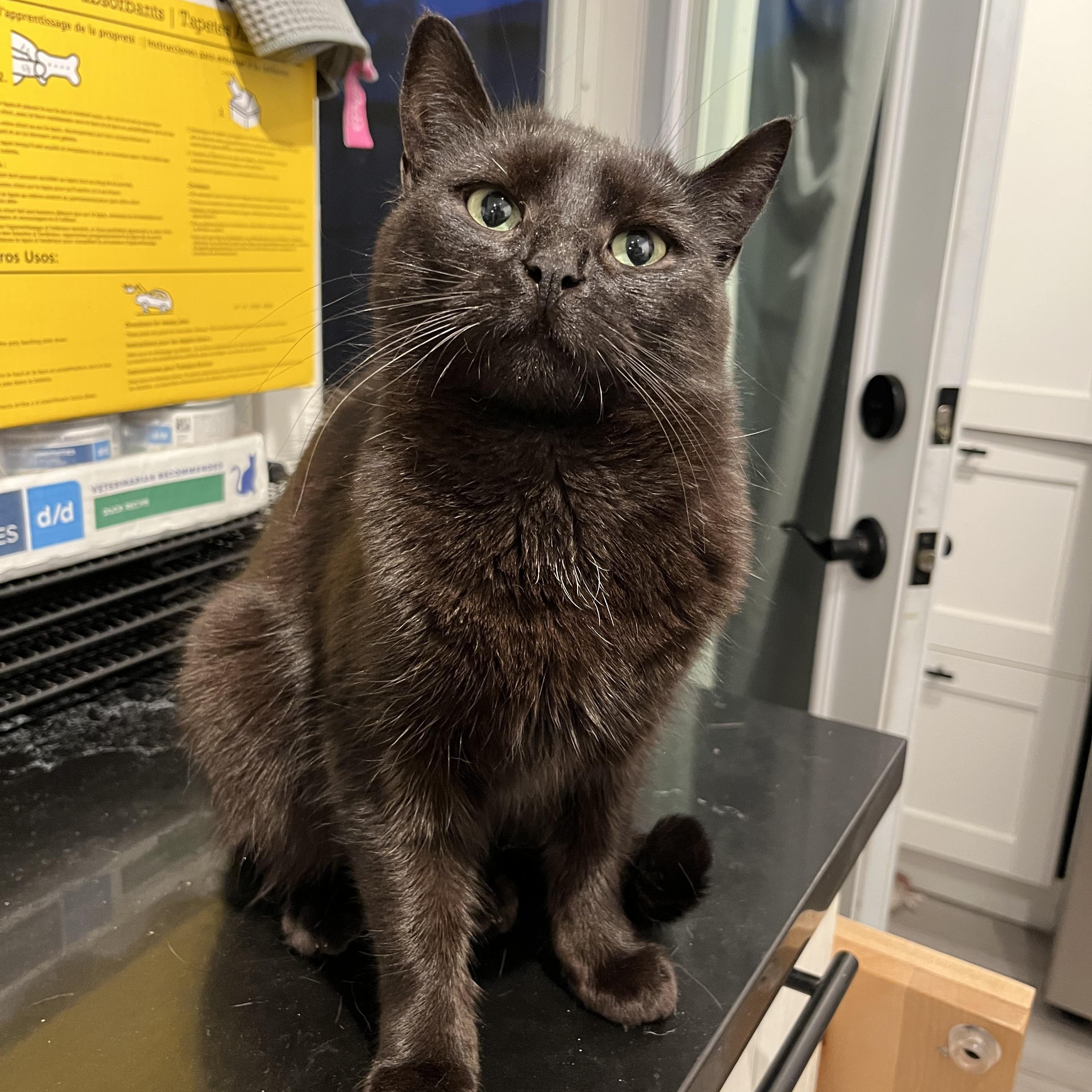 Enlarge Nebula MUST BE ADOPTED AS A BUDDY, a ADOPTABLE Domestic Short Hair in Toronto, ON image 2/4