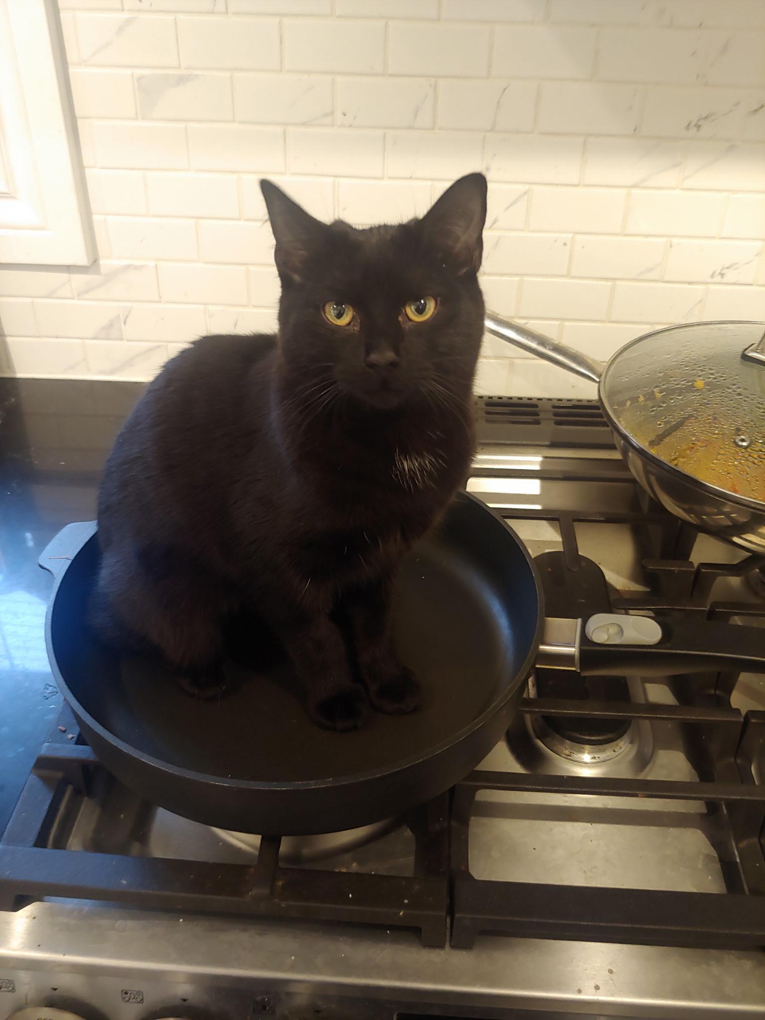 Nebula MUST BE ADOPTED AS A BUDDY, ADOPTABLE, Adult Female Domestic Short Hair.
