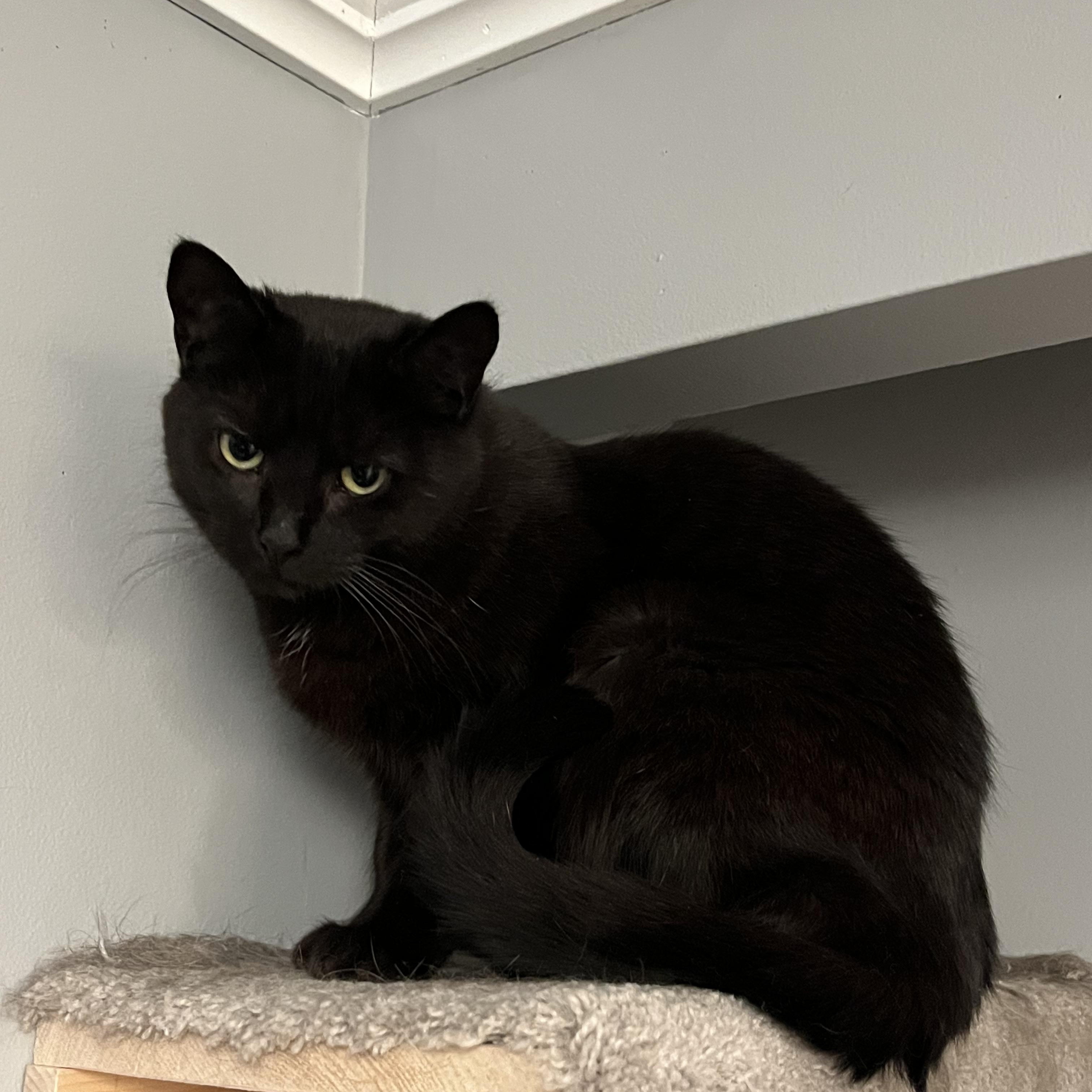 Enlarge Nebula MUST BE ADOPTED AS A BUDDY, a ADOPTABLE Domestic Short Hair in Toronto, ON image 4/4