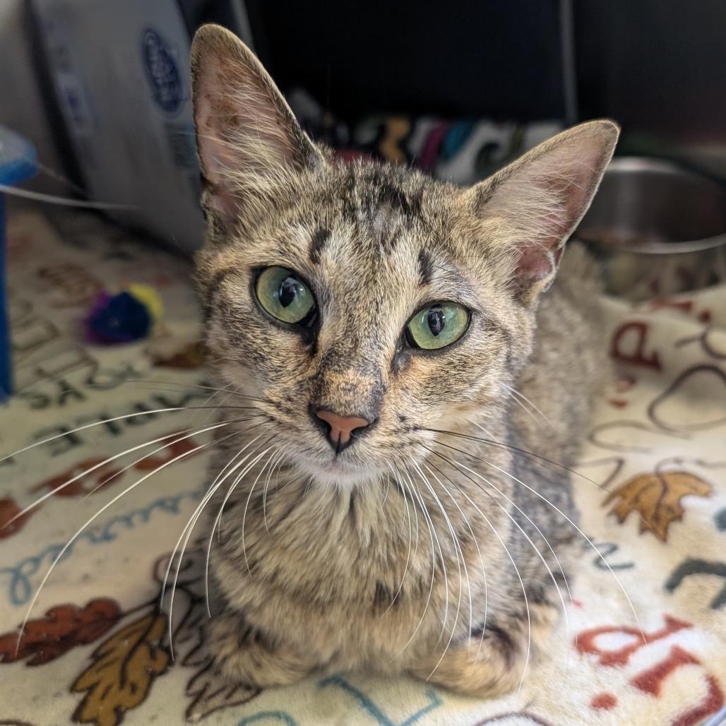 Four Seasons, Adoptable, Young Female Domestic Short Hair.
