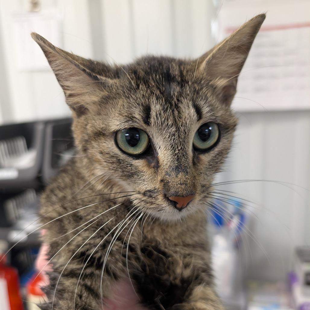 Enlarge Four Seasons, a Adoptable Domestic Short Hair in Emporia, KS image 2/2