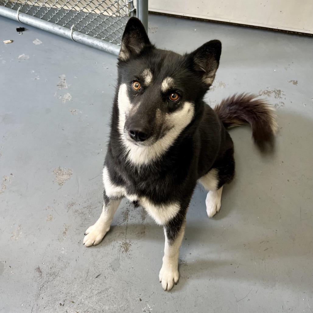 Enlarge Eloise, a Adoptable mixed breed in Blairsville, GA image 1/5