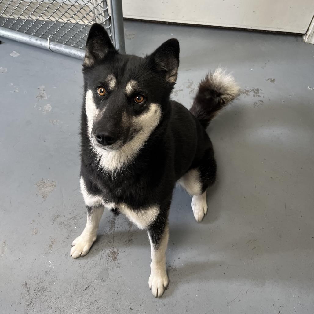 Enlarge Eloise, a Adoptable mixed breed in Blairsville, GA image 2/5