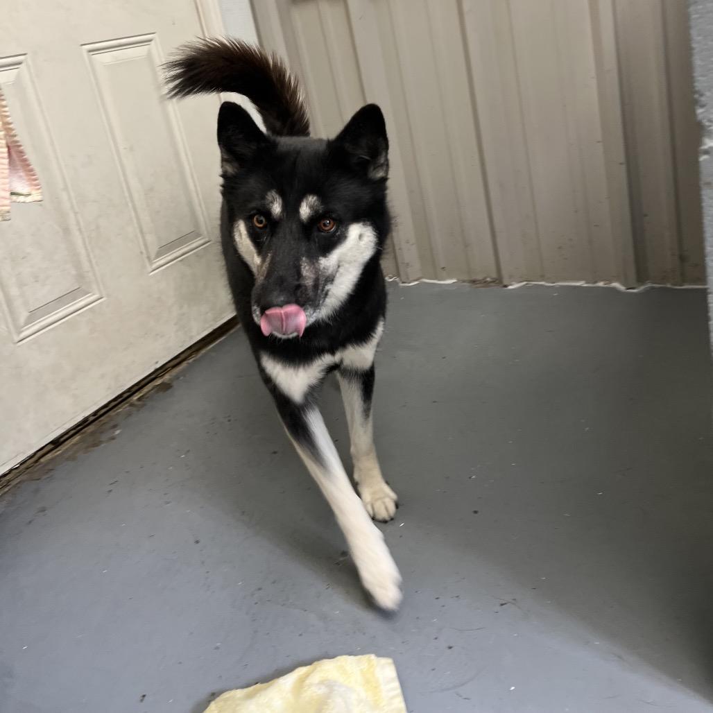 Enlarge Eloise, a Adoptable mixed breed in Blairsville, GA image 3/5