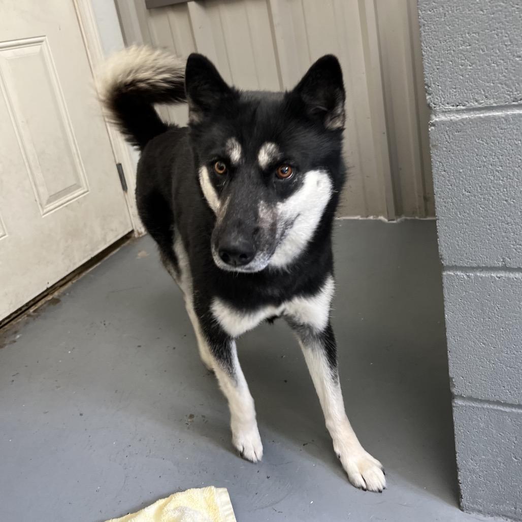 Enlarge Eloise, a Adoptable mixed breed in Blairsville, GA image 5/5