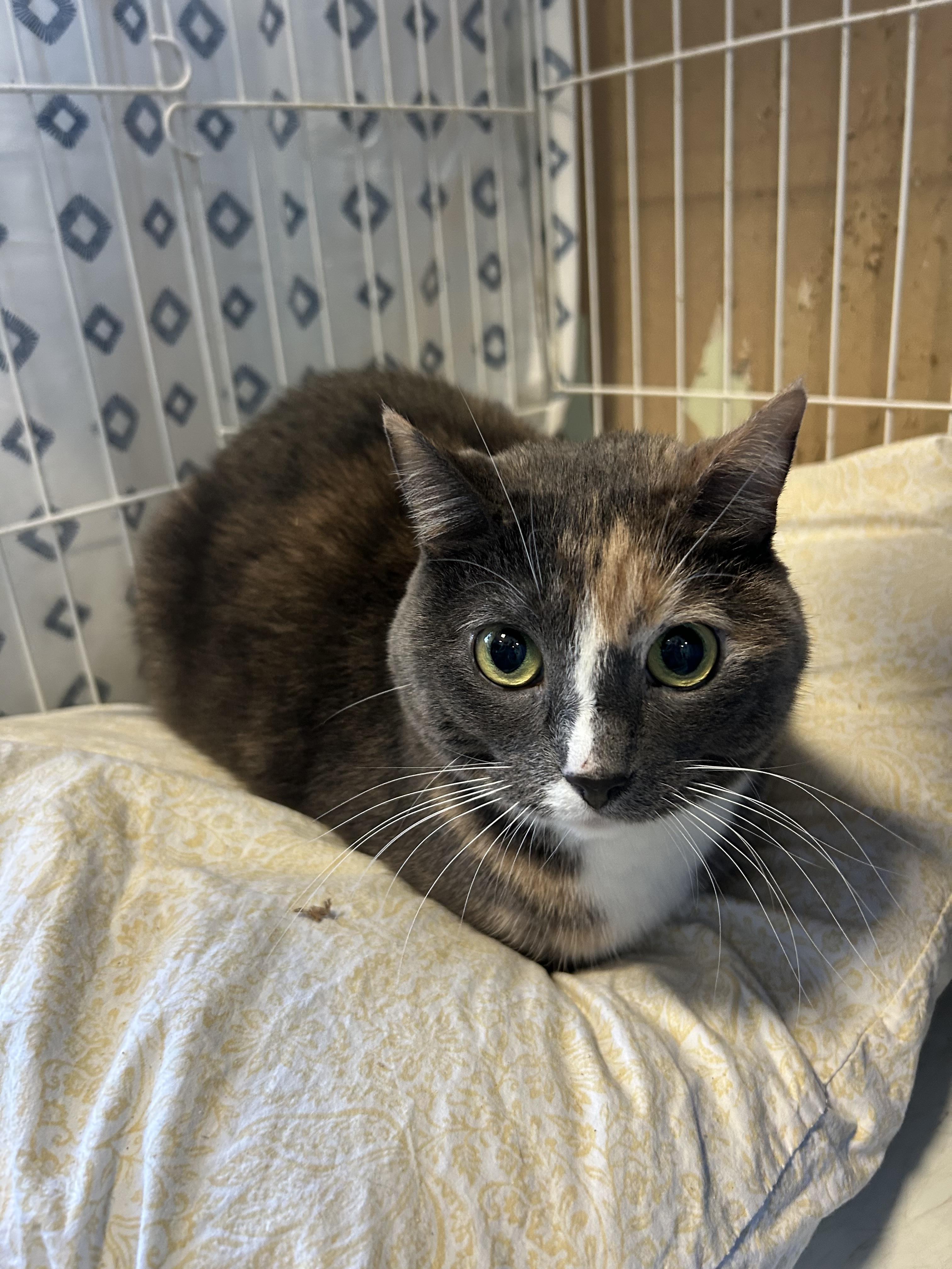 Gracie Girl & Cali Baby