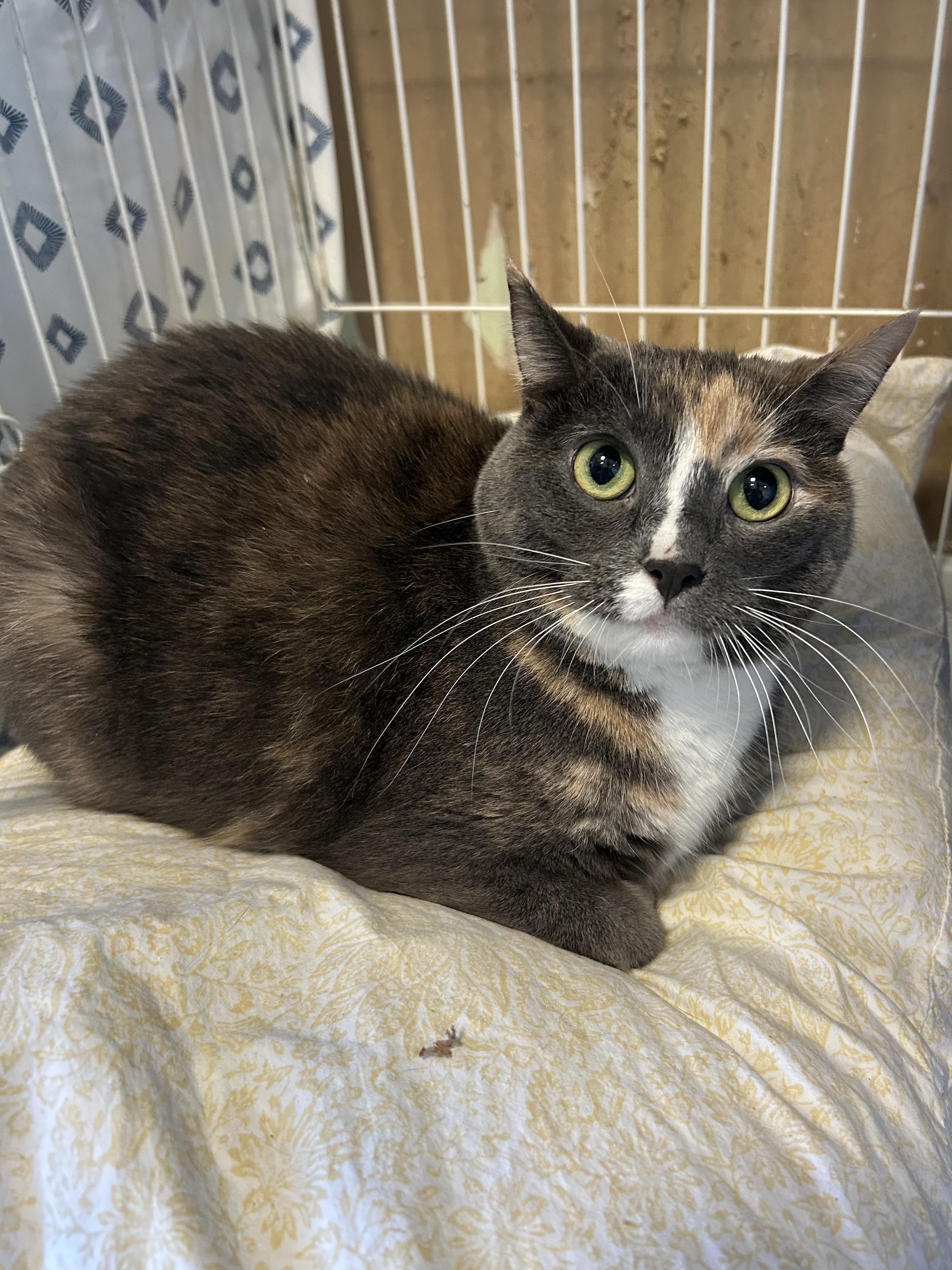 Gracie Girl & Cali Baby