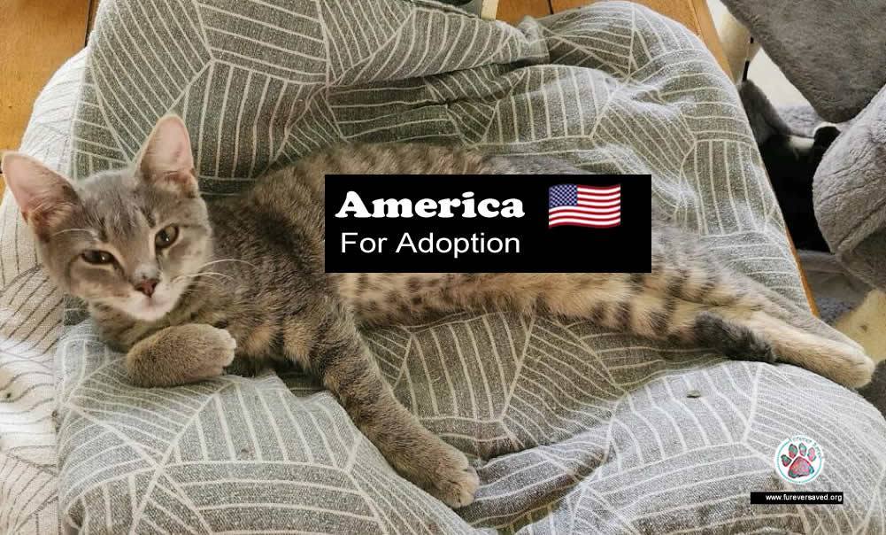 America