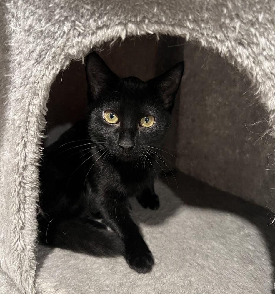 Enlarge Kinkajou, a Adoptable Domestic Short Hair in Omaha, NE image 1/1