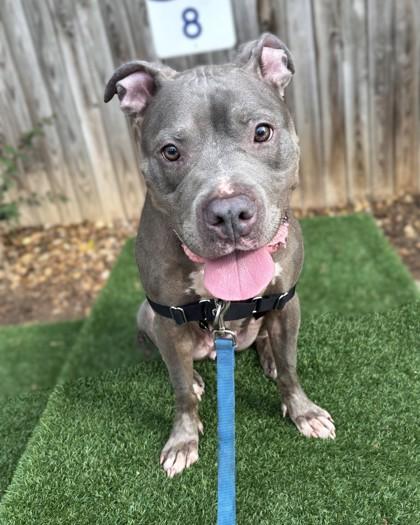 Daphne, a Adoptable mixed breed in Washington, DC image 2/3