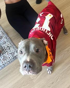 Daphne, a Adoptable mixed breed in Washington, DC image 3/3