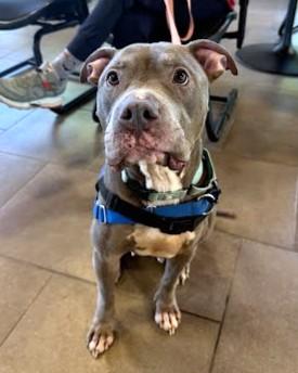 Daphne, Adoptable, Adult Female Fox Terrier & Mixed Breed.