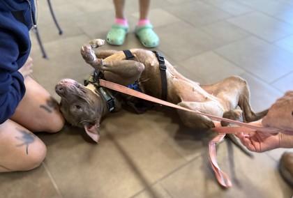 Enlarge Daphne, a Adoptable mixed breed in Washington, DC image 3/3