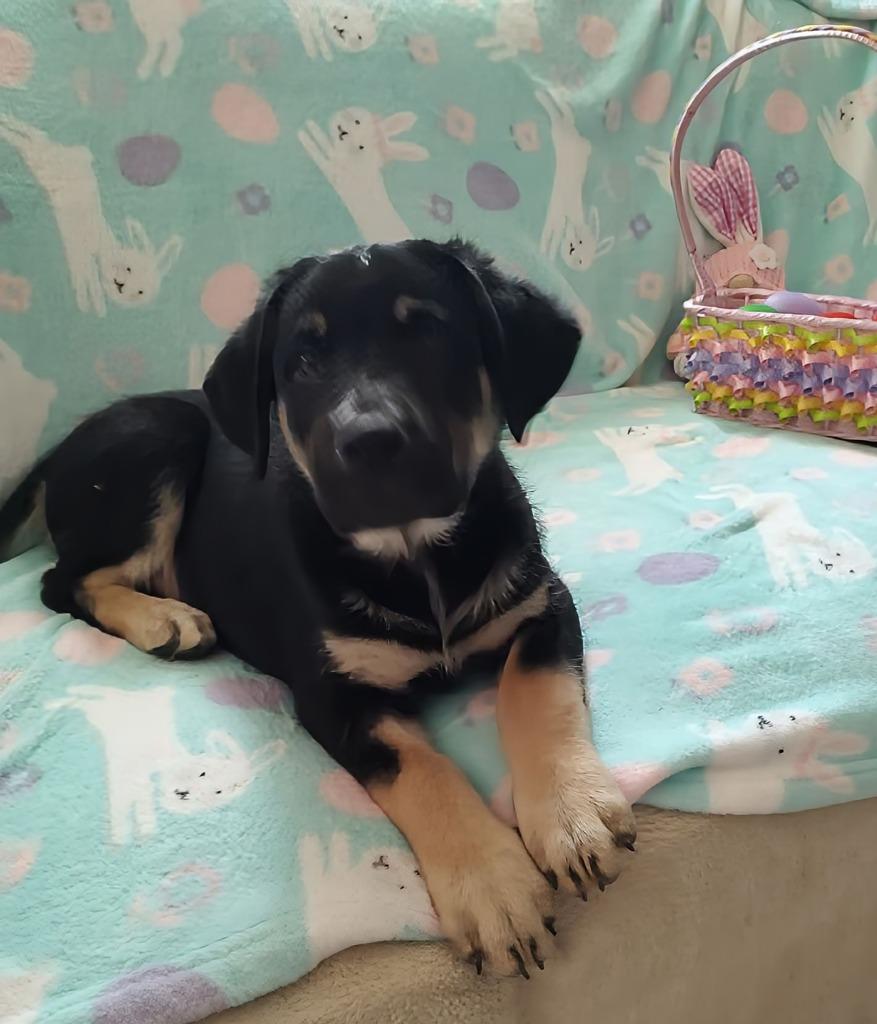 Rocky, Adoptable, Puppy Male Shepherd.
