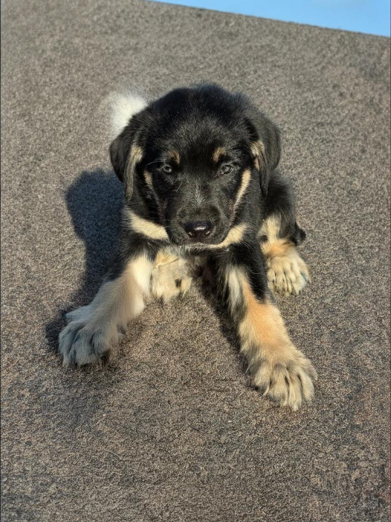 Enlarge Rocky, a Adoptable mixed breed in Mesa, AZ image 2/2
