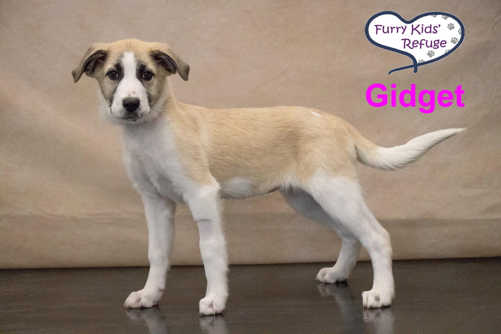 Gidget : UPDATED, Adopted, Puppy Female Great Pyrenees & Anatolian Shepherd.