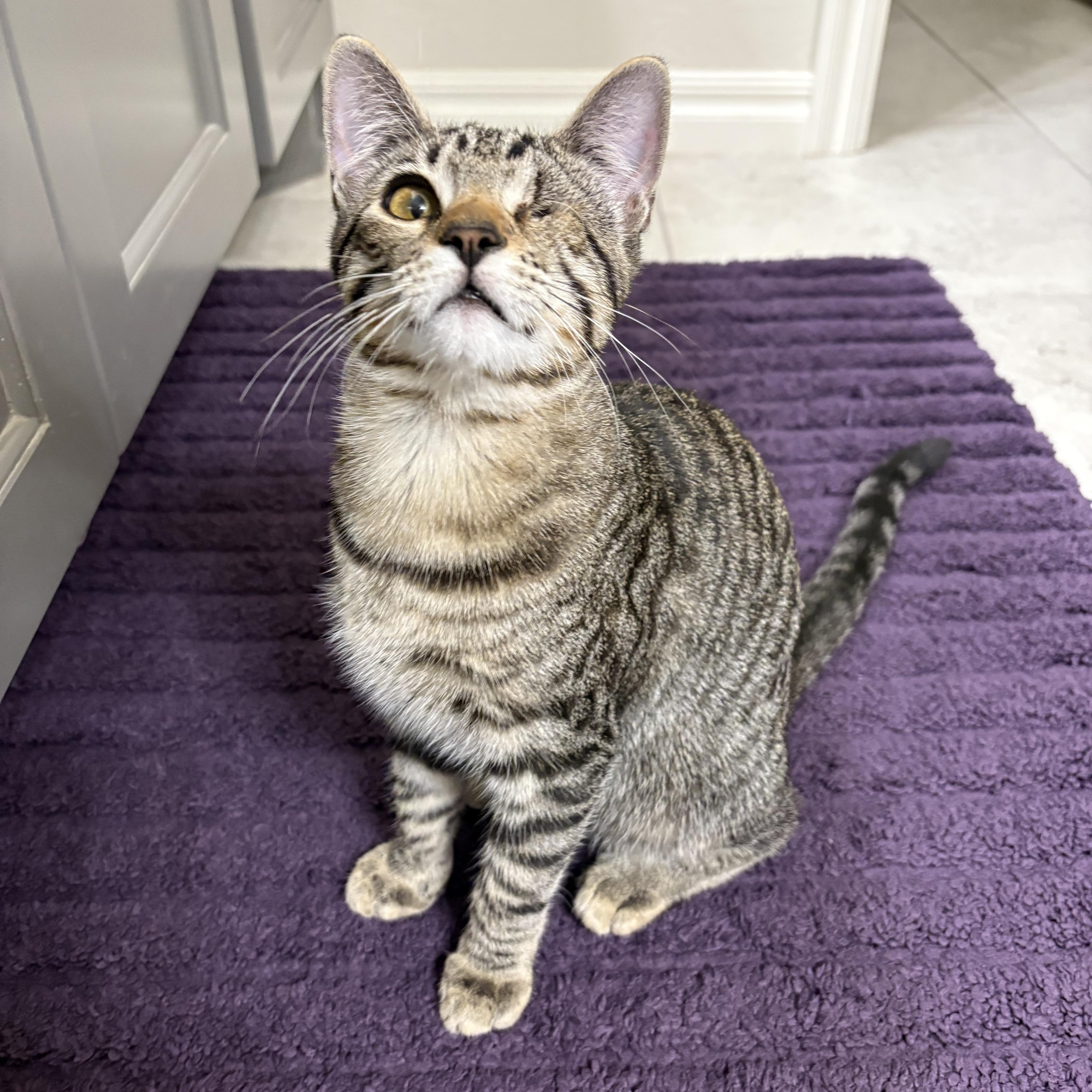 Enlarge Ellie, a Adoptable Domestic Short Hair in Choctaw, OK image 1/4