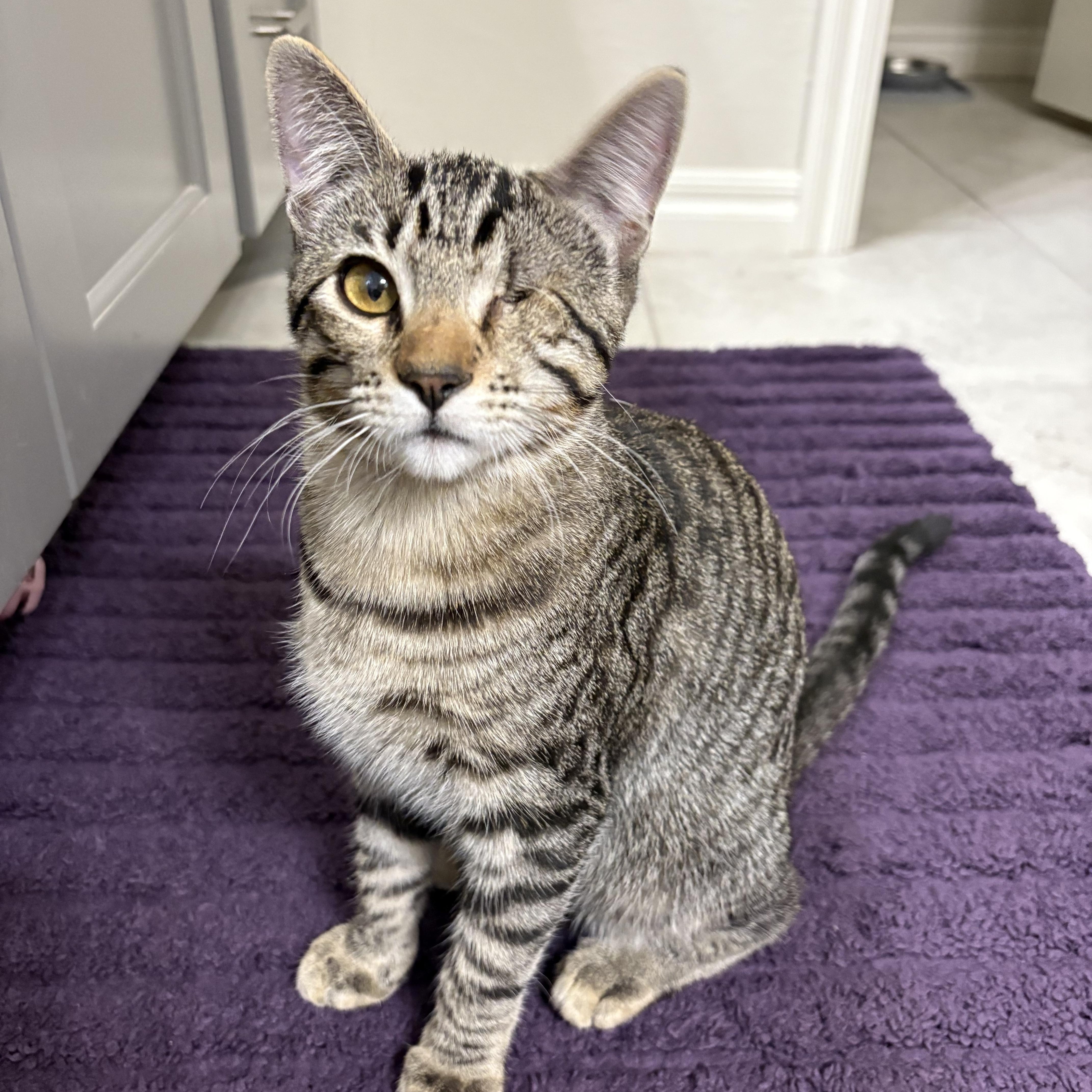 Ellie, Adoptable, Young Female Domestic Short Hair.