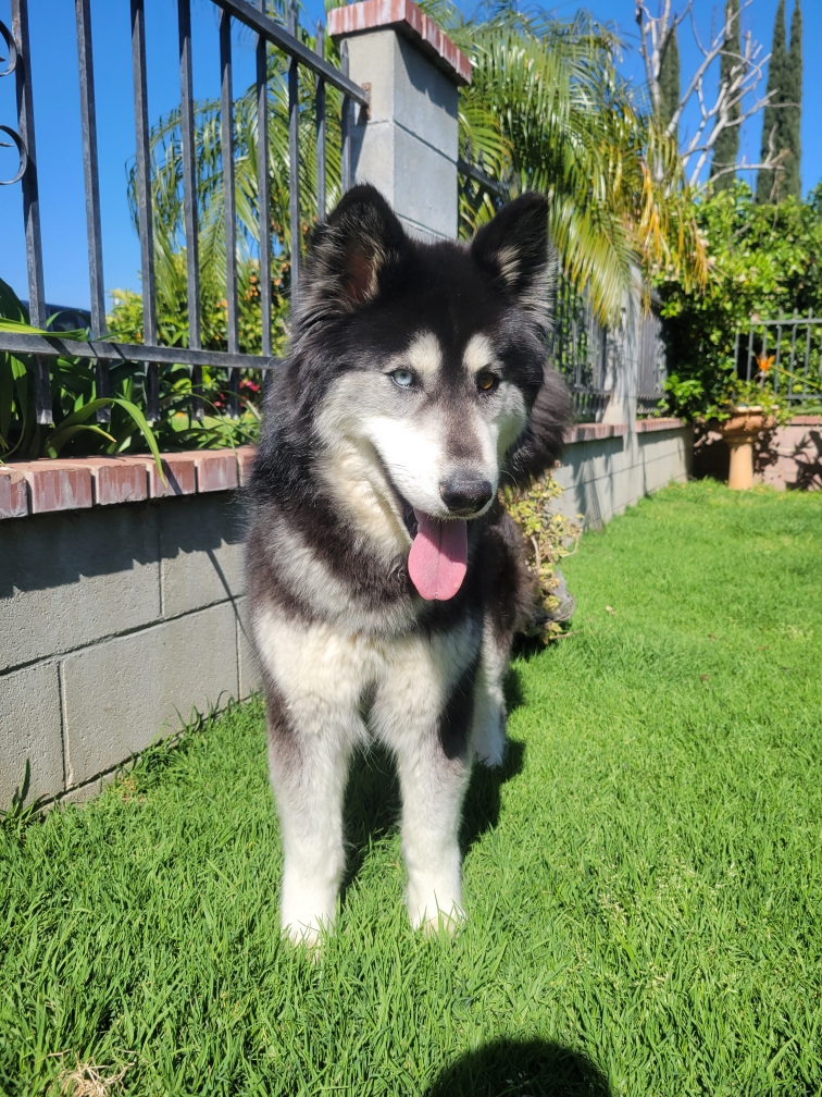 Dog for adoption Slyvie, an Alaskan Malamute & Husky Mix in Calabasas, CA Petfinder