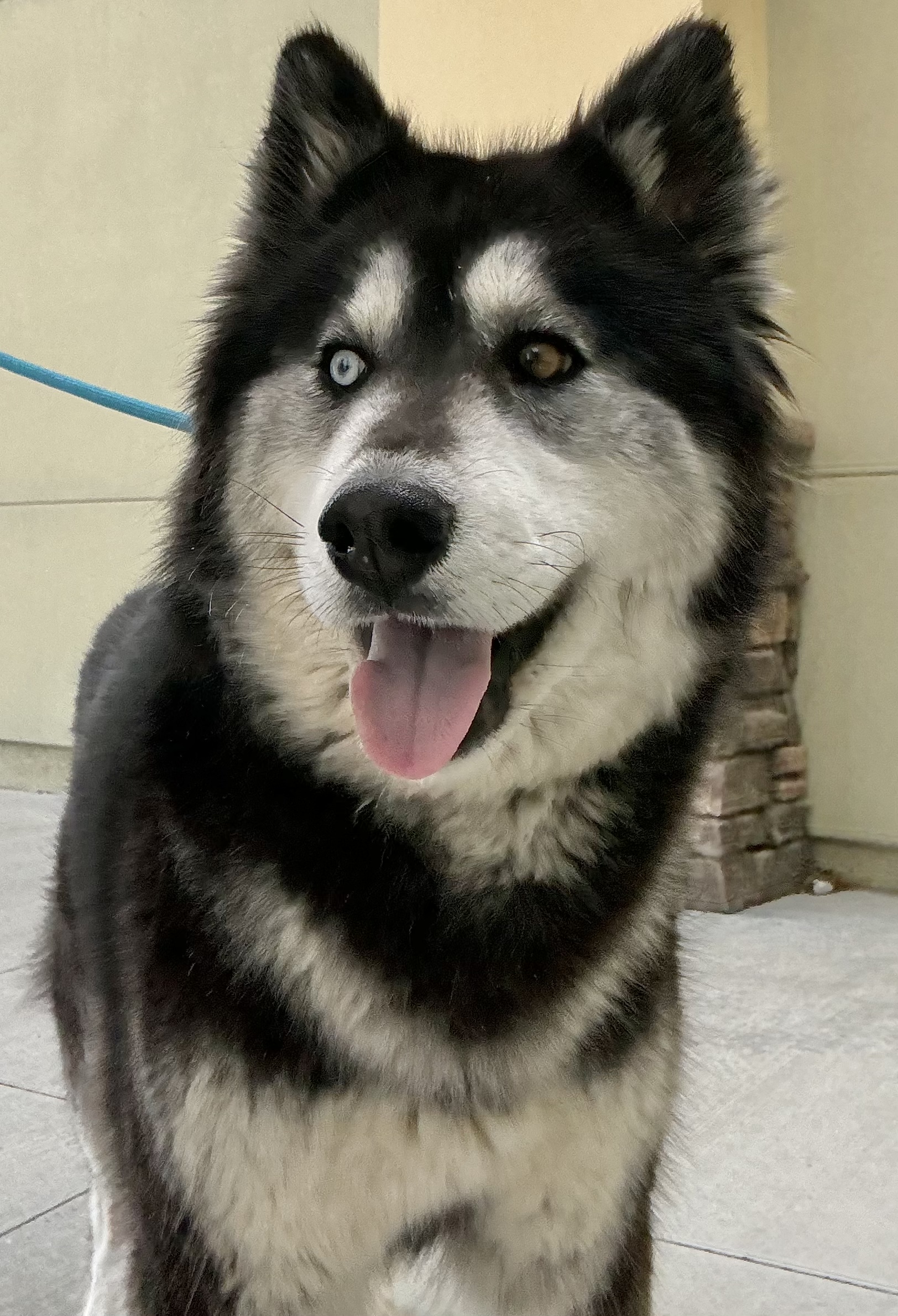 Dog for adoption Slyvie, an Alaskan Malamute & Husky Mix in Calabasas, CA Petfinder