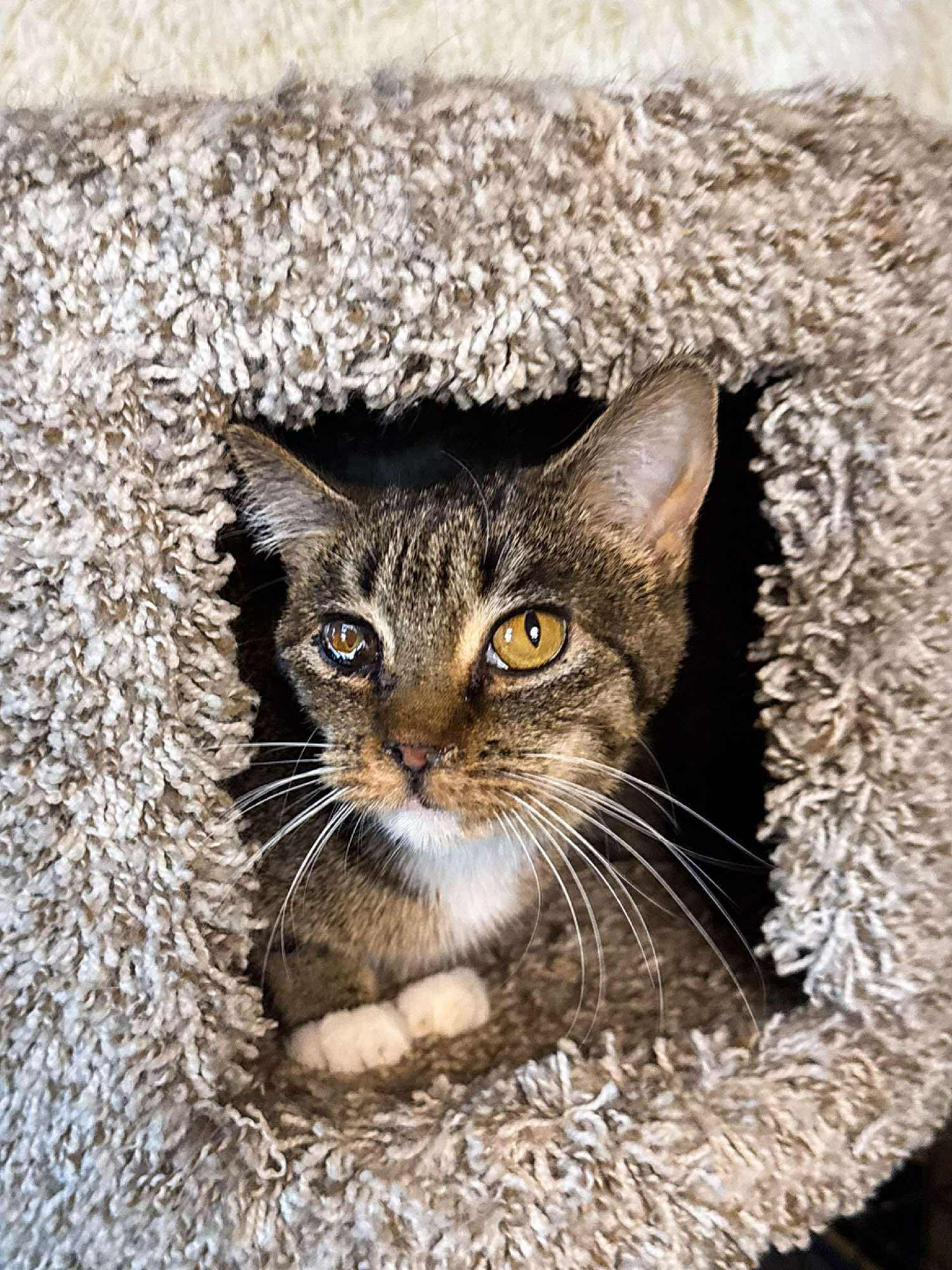 Sandy, an adoptable Domestic Short Hair in Sioux Falls, SD, 57101 | Photo Image 4
