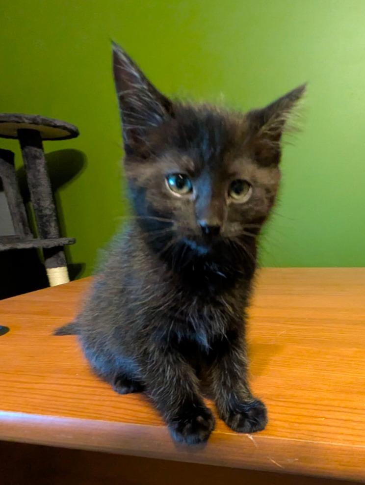 Apple Cider, Adoptable, Kitten Female Domestic Short Hair.
