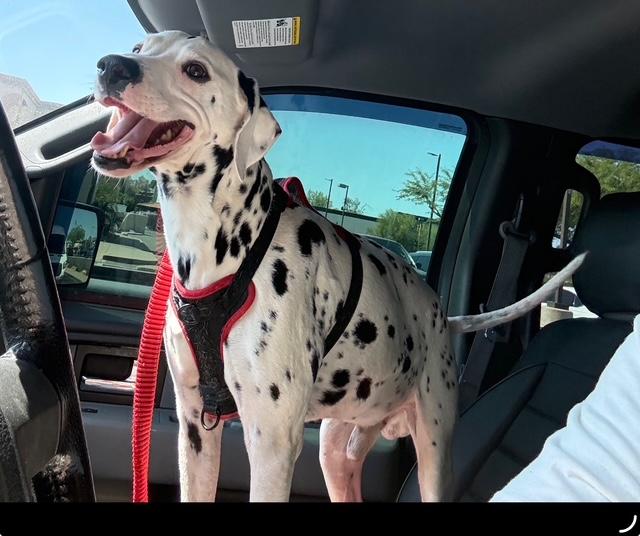 Finn-Maricopa, AZ, Adopted, Adult Male Dalmatian.