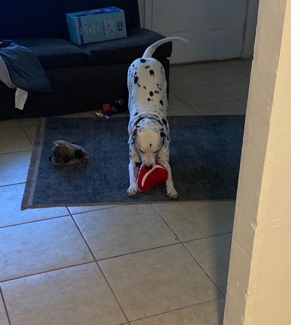 Enlarge Finn-Maricopa, AZ, a Adopted Dalmatian in Maricopa, AZ image 3/4