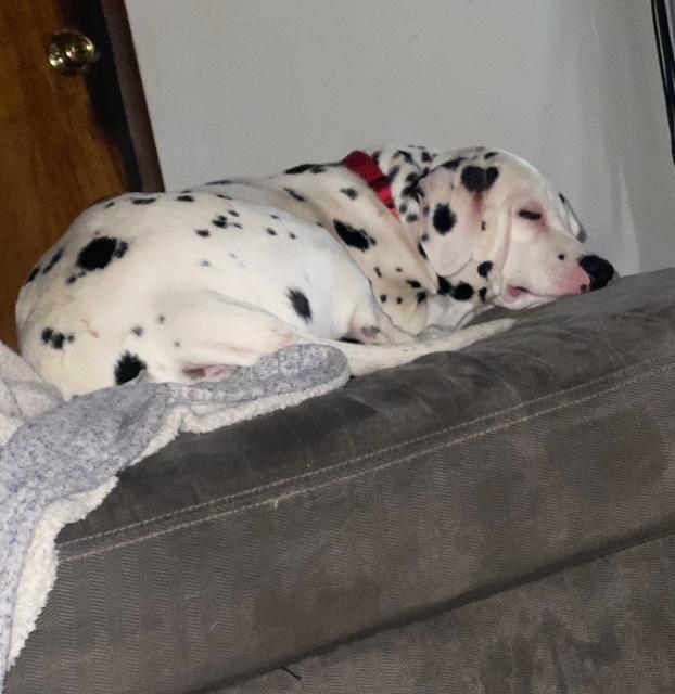 Enlarge Finn-Maricopa, AZ, a Adopted Dalmatian in Maricopa, AZ image 4/4
