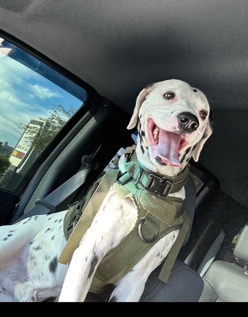 Enlarge Finn-Maricopa, AZ, a Adopted Dalmatian in Maricopa, AZ image 2/4