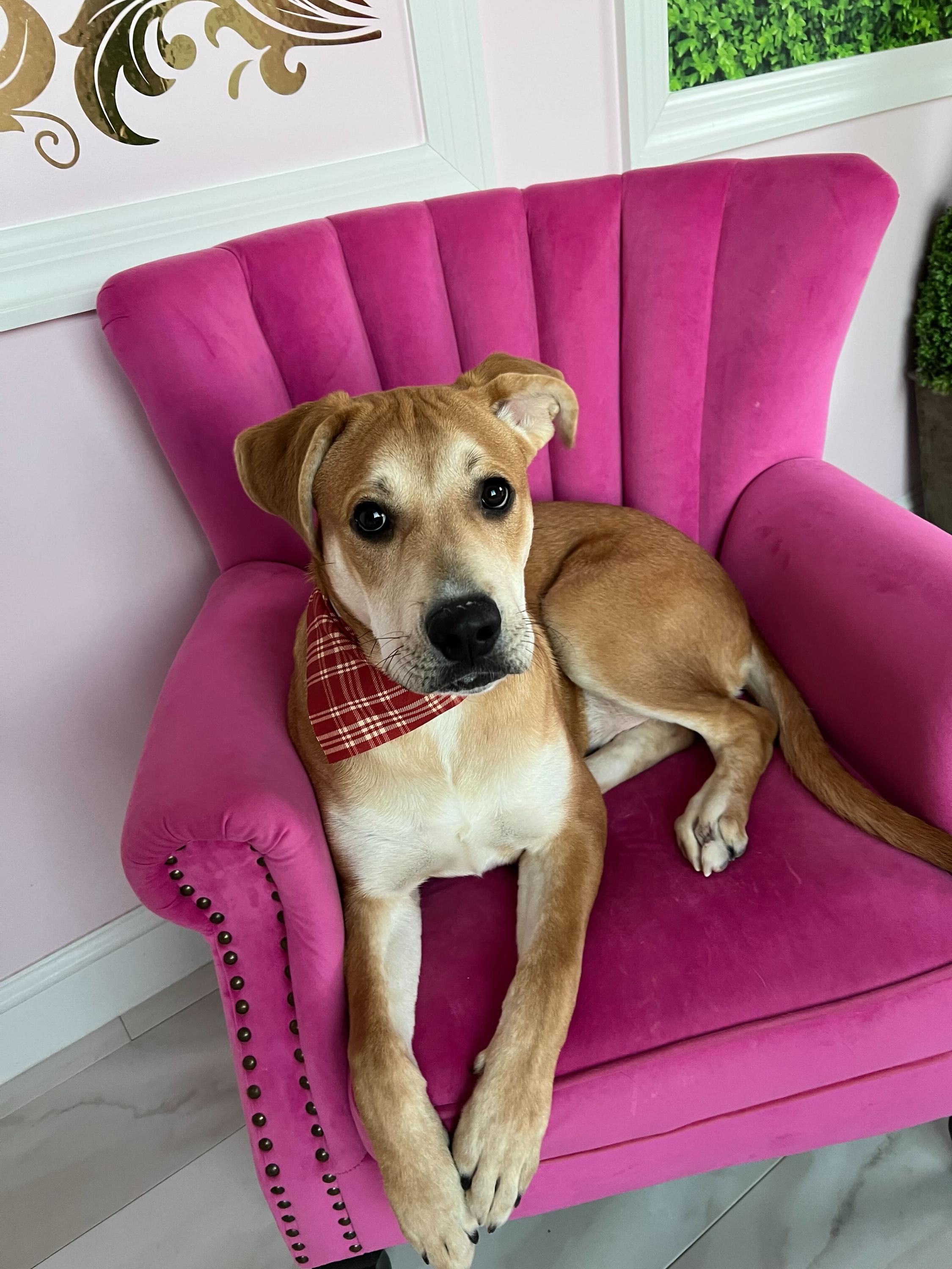 Enlarge Walnut , a ADOPTABLE mixed breed in O'Fallon, MO image 1/1