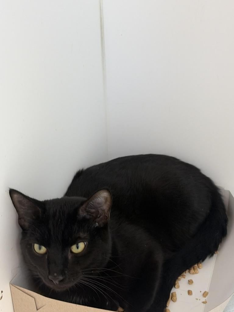 Rob, Adoptable, Young Male Domestic Short Hair.
