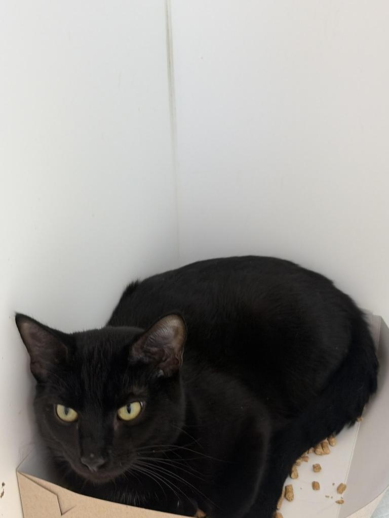 Rob, a Adoptable mixed breed in Greenfield, IN image 2/4