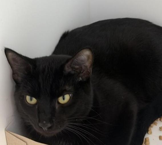 Rob, a Adoptable mixed breed in Greenfield, IN image 3/4