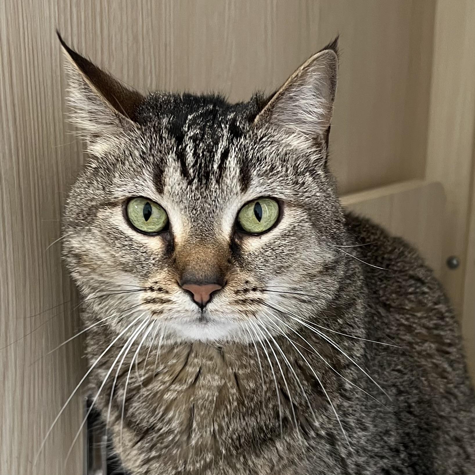 Enlarge Lilly, a ADOPTABLE Domestic Short Hair in Pontiac, MI image 1/1